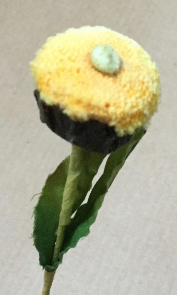 Bellis orange